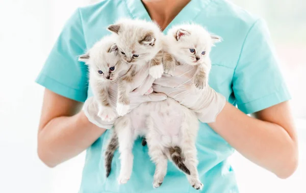 Woman Veterinarian Specialist Holding Her Hands Three Cute Ragdol Kittens — Stock Photo, Image