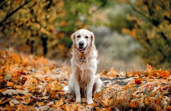 Sonbahar Parkında Sarı Yaprakların Üzerinde Oturan Golden Retriever Köpeği Açık — Stok fotoğraf