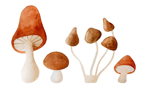 Mushrooms Watercolor Set Illustration Fall Forest Boletus Collection Aquarelle Design — ストック写真