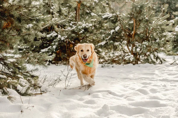 Golden Retriever Perro Invierno Corriendo Nieve Con Tonque Out Linda —  Fotos de Stock