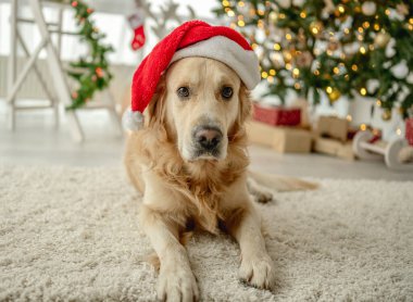 Noel 'de Noel Baba şapkası takan Golden Retriever köpeği süslü odada Noel ağacı ile kameraya bakıyor. Yılbaşı tatilinde ışıkları olan köpek yavrusu.