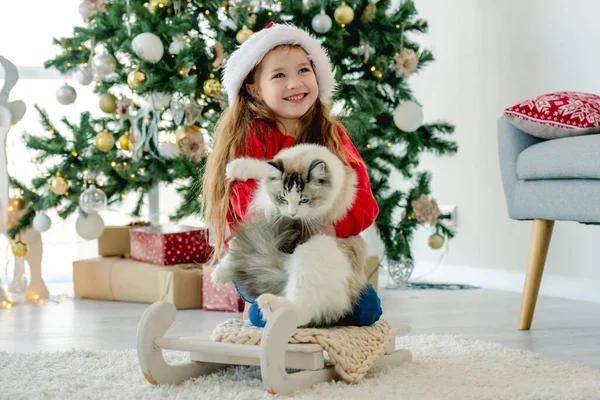 Niña Sosteniendo Gato Ragdoll Tiempo Navidad Sentado Trineo Niño Bonito — Foto de Stock