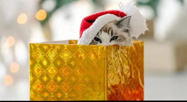 Ragdoll Γάτα Χριστούγεννα Timelooking Έξω Από Κουτί Δώρου Στο Δωμάτιο — Φωτογραφία Αρχείου