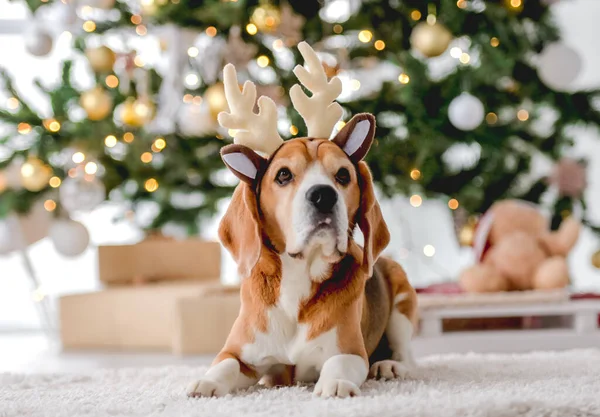 Бигл Собака Рождественское Время Лежит Полу Украшенной Комнате Новогодней Праздничной — стоковое фото