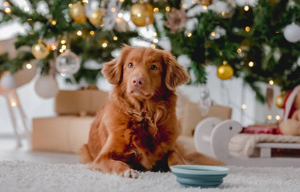 Toller Retriever Pies Leżący Blisko Karmić Misce Czasie Bożego Narodzenia — Zdjęcie stockowe