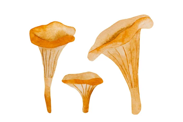 Mushrooms Watercolor Illustration Fall Forest Boletus Chanterelle Aquarelle Design — Stock Photo, Image