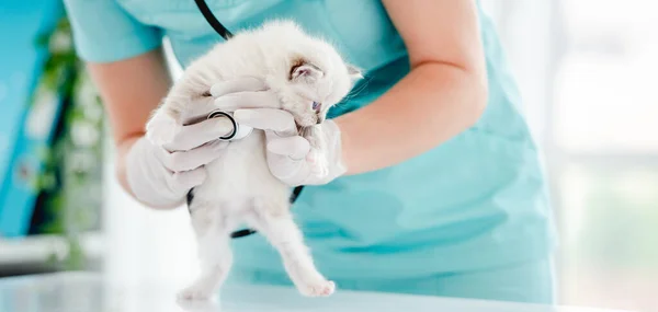 Adorable Ragdoll Kitten Standing Hind Legs Table Vet Clinic Woman — Stock Photo, Image