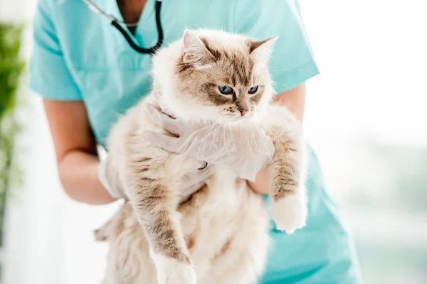 Kvinna Veterinär Hålla Fluffig Ragdoll Katt Med Vackra Blå Ögon — Stockfoto