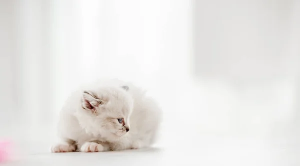 Uroczy Puszysty Kociak Leżący Podłodze Odizolowany Rozmazanym Białym Tle Słodki — Zdjęcie stockowe