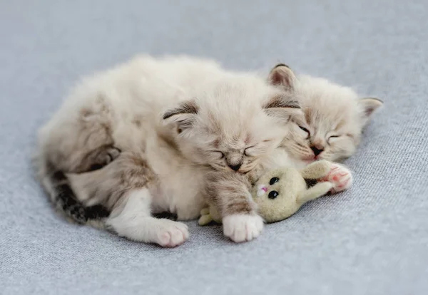 Two Adorable Little Fluffy Ragdoll Kittens Sleeping Together Hugging Toy — Stock Photo, Image