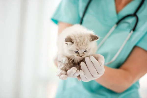 Woman Veterinarian Specialist Holding Her Hands Cute Ragdol Kitten Beautiful — Stock Photo, Image