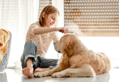 Preteen girl brushes golden retriever dog wet hair after shower and cleaning procedures at home. Pretty child kid with pet labrador friend indoors