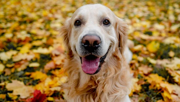 金毛猎犬在秋天的公园休息 纯种的宠物狗拉布拉多犬在自然界中躺着 舌头伸出 — 图库照片