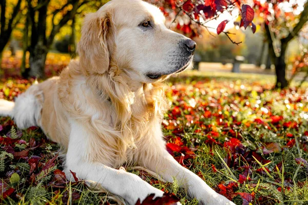 Pies Golden Retriever Odpoczywający Jesiennym Parku Czysty Pies Pies Labrador — Zdjęcie stockowe