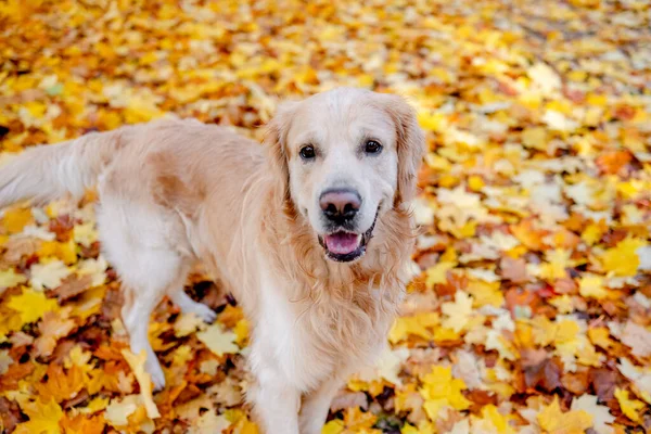 Golden Retriever Perro Descansando Otoño Parque Pura Raza Perrito Labrador — Foto de Stock