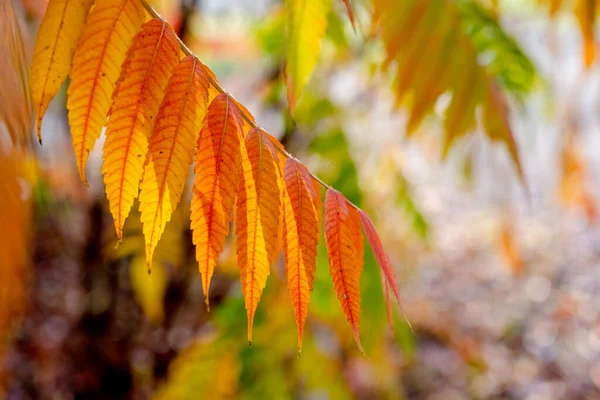 Rode Oranje Herfst Bladeren Achtergrond — Stockfoto
