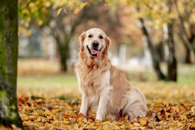 Golden retriever köpeği sonbahar parkında dinleniyor. Safkan köpek labradoru. Tonik dışarıda, doğada yatıyor.