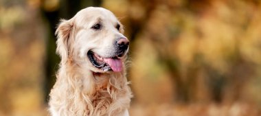 Golden retriever köpeği sonbahar parkında dinleniyor. Safkan köpek labradoru. Tonik dışarıda, doğada yatıyor.