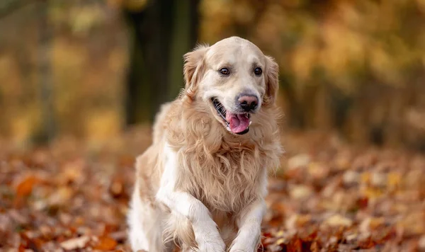 Zlatý Retrívr Odpočívající Podzimním Parku Čistokrevný Pejsek Domácí Labrador Ležící — Stock fotografie