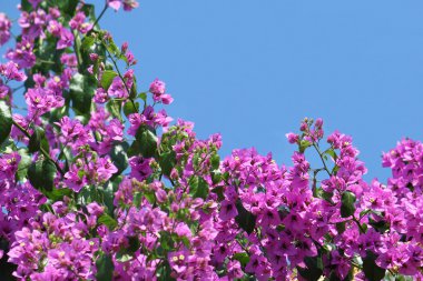 Beautiful bougainvillea flowers clipart