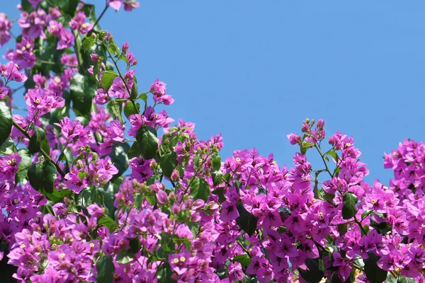 Bellissimi fiori bouganville — Foto Stock