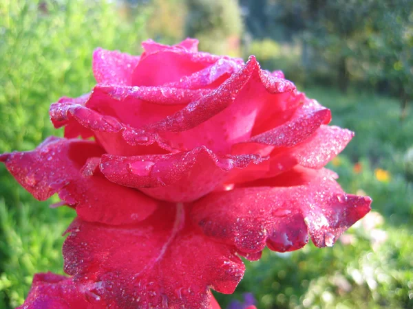 Kwiat róży z kroplami rosy — Zdjęcie stockowe