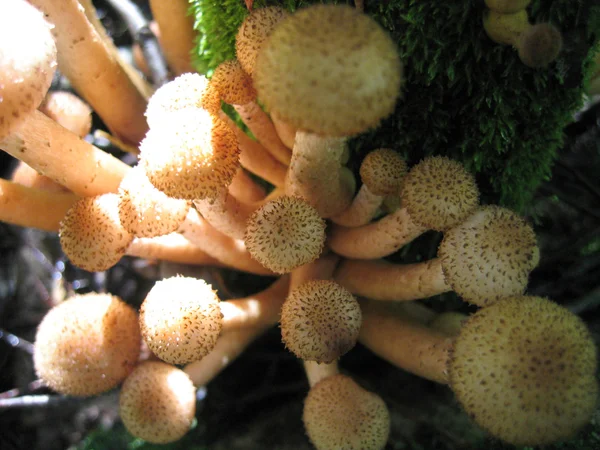 Miere ciuperci — Fotografie, imagine de stoc