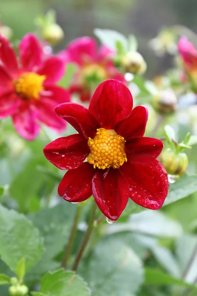Krásná květina kapkami vody — Stock fotografie
