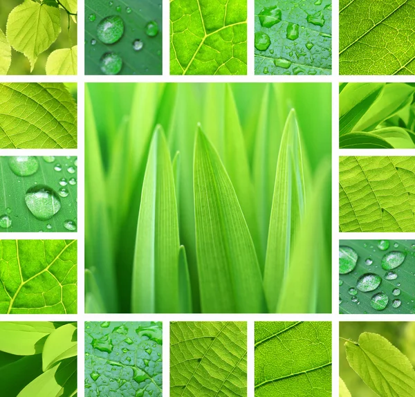 Colagem verde — Fotografia de Stock