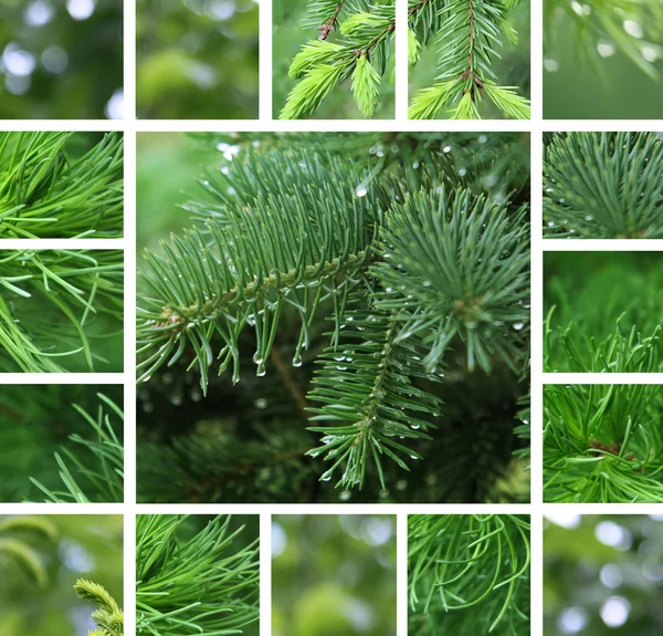 Coniferous tree with rain droplets collage — Stock Photo, Image