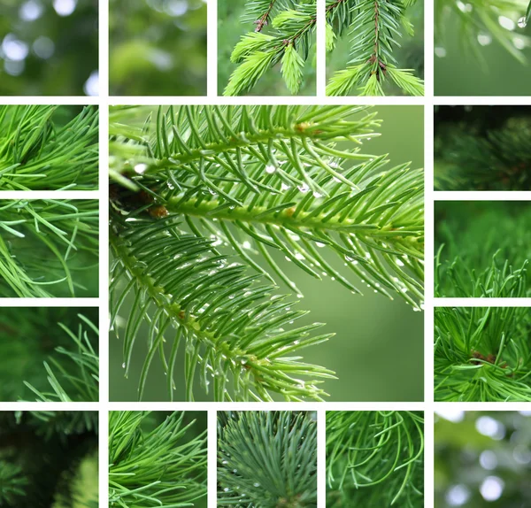 Árbol de coníferas con collage de gotas de lluvia — Foto de Stock