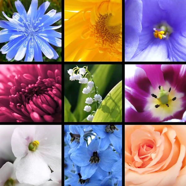 Flowers collage — Stock Photo, Image