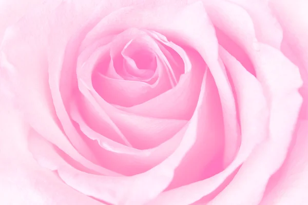 Schöne rosa Rose — Stockfoto