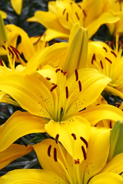 Lírio amarelo bonito — Fotografia de Stock