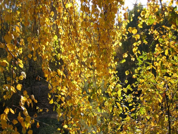 Rama de abedul de otoño — Foto de Stock