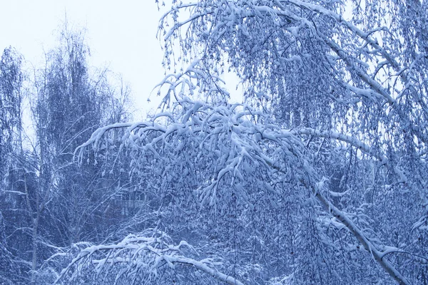 Alberi invernali — Foto Stock