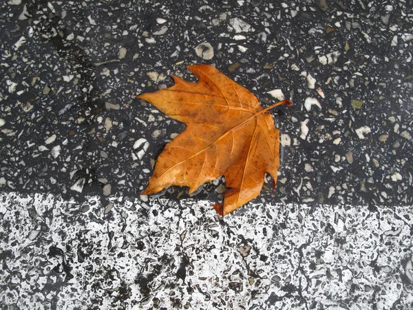 Herbstblatt auf der Straße — Stockfoto