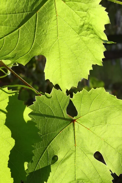 Hojas de uva verde — Foto de Stock