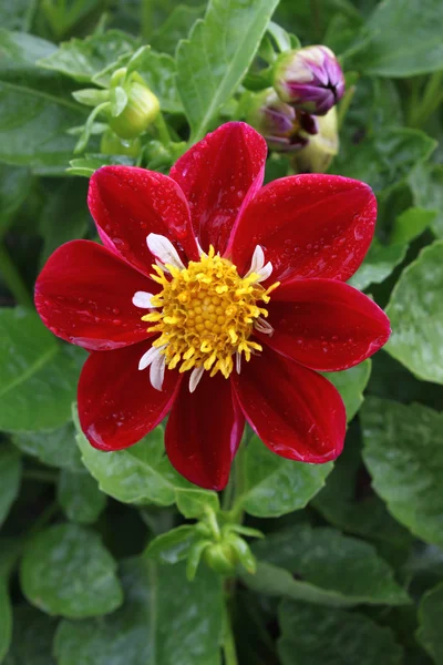 Krásná květina s kapky deště — Stock fotografie
