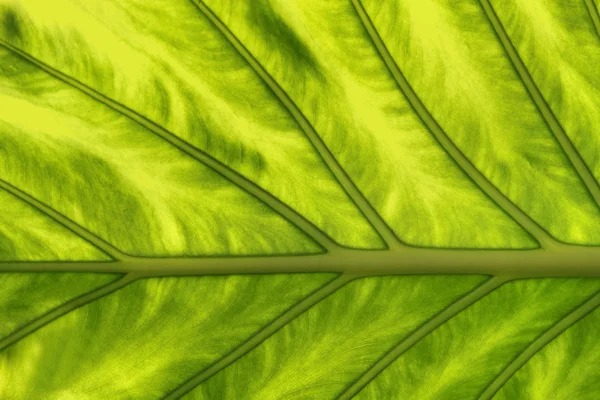 Textura de folhas de plantas tropicais — Fotografia de Stock