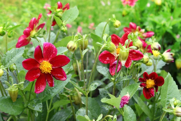 Красивый цветок (Dahlia variabilis) с капельками воды — стоковое фото