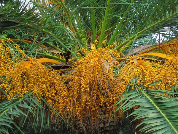 Palmträd med frukter — Stockfoto