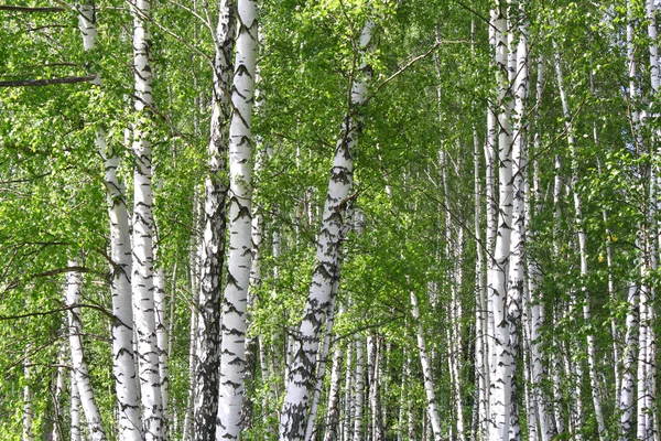 Березовый лес — стоковое фото