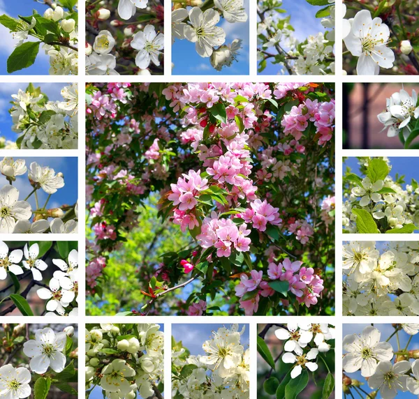 Spring trees collage — Stock Photo, Image