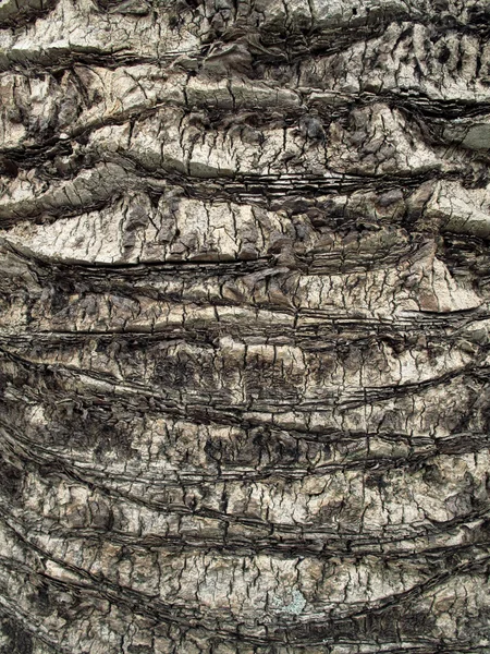 Palm tree trunk close up — Stock Photo, Image