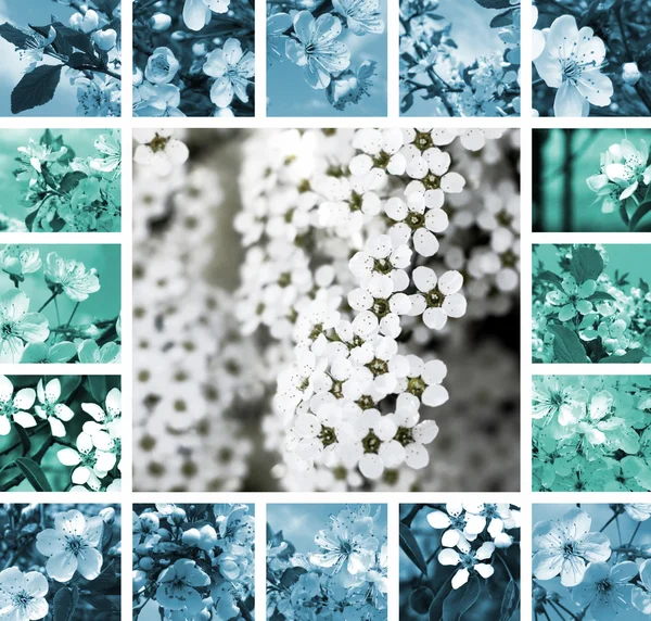 Collage de printemps — Photo