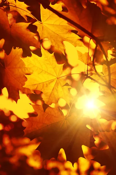 秋天枫叶树叶与阳光的分支 — 图库照片#