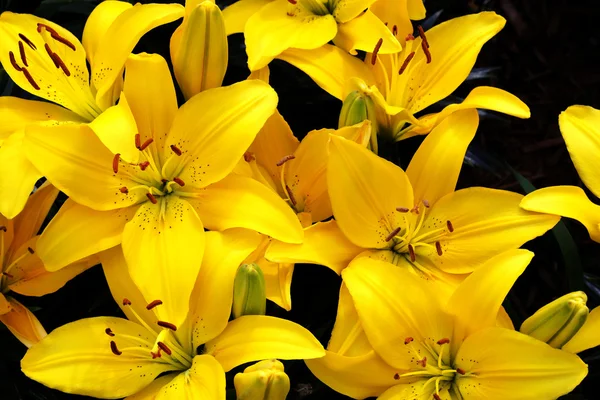 Lírio amarelo bonito — Fotografia de Stock