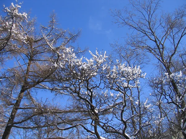 Árboles de invierno — Foto de Stock