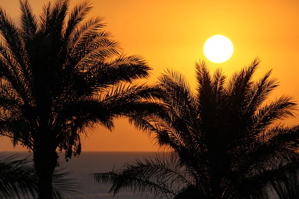 Silhouetten von Palmen über dem Meer und der aufgehenden Sonne — Stockfoto